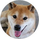 草食柴犬 profile picture